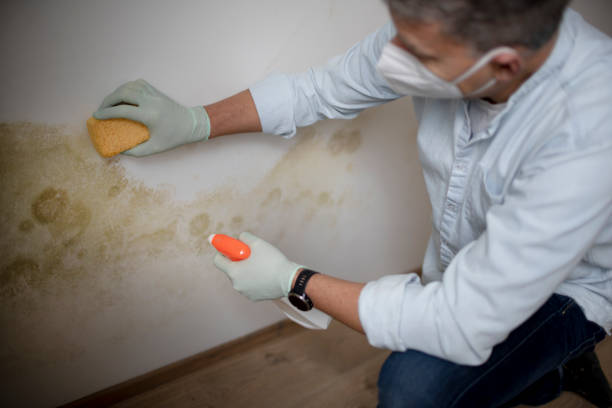 Best Home Mold Removal  in Lakesite, TN