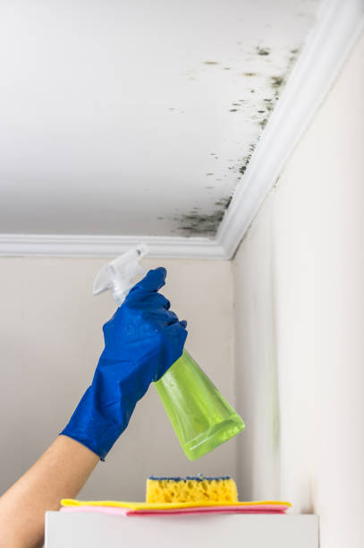 Best Attic Mold Removal  in Lakesite, TN