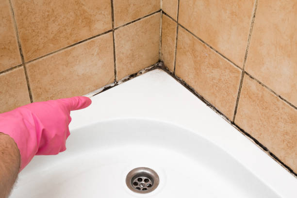 Best Attic Mold Removal  in Lakesite, TN