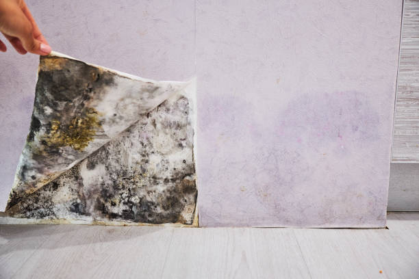 Best Fast Mold Removal  in Lakesite, TN